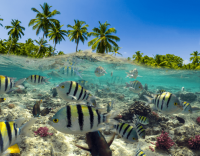 co-zabrac-na-dominikane-snorkeling
